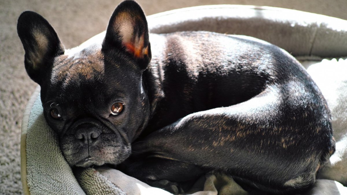 Бультерьер злой Бойцовский