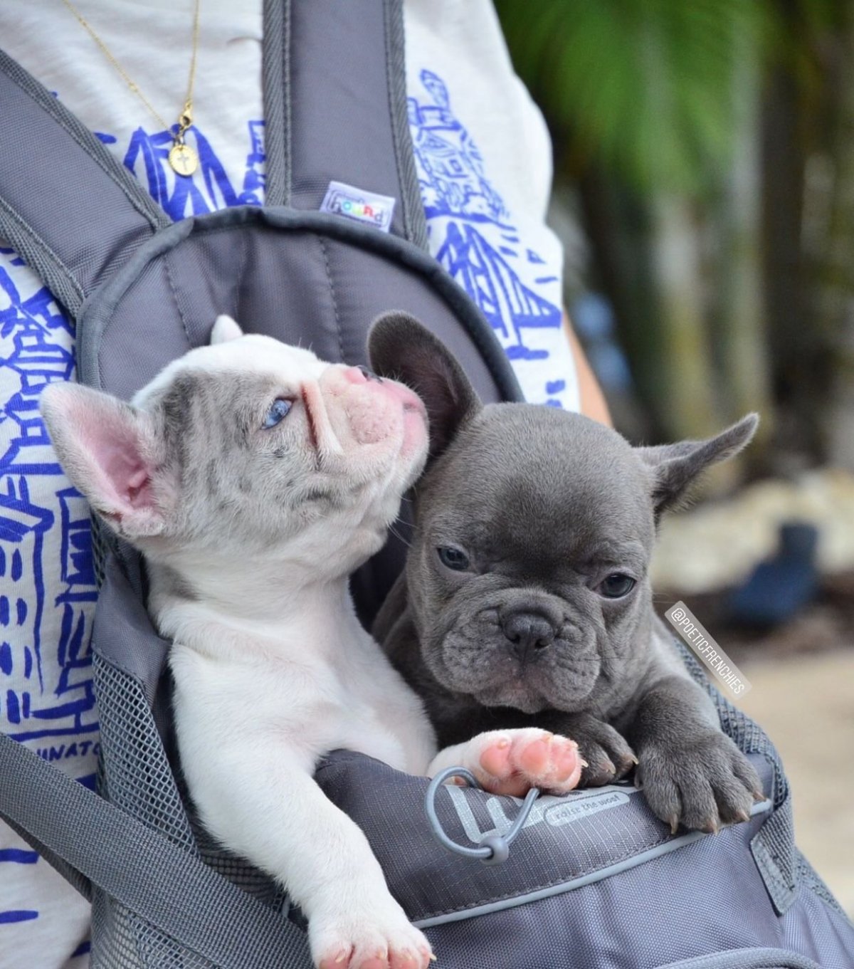 Собака французский бульдог