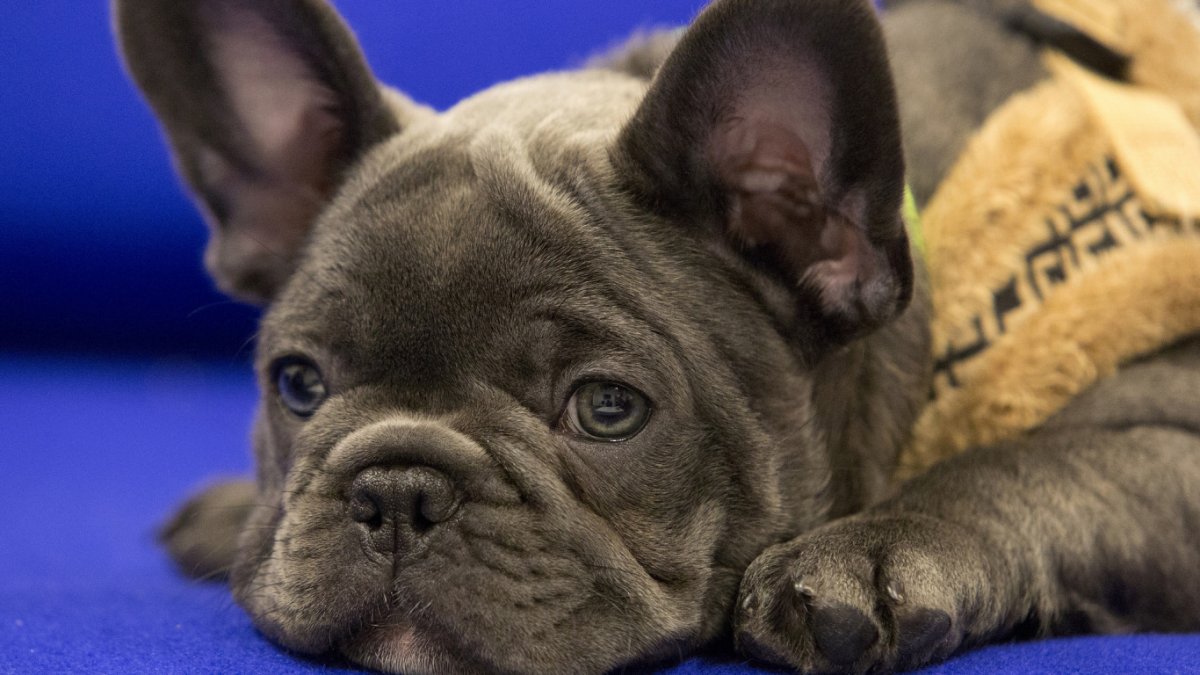 Выставка собак французский бульдог 2021 Краснодар