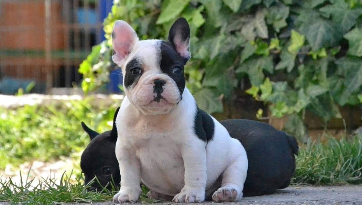 Бульдог кампейро бразильский бульдог