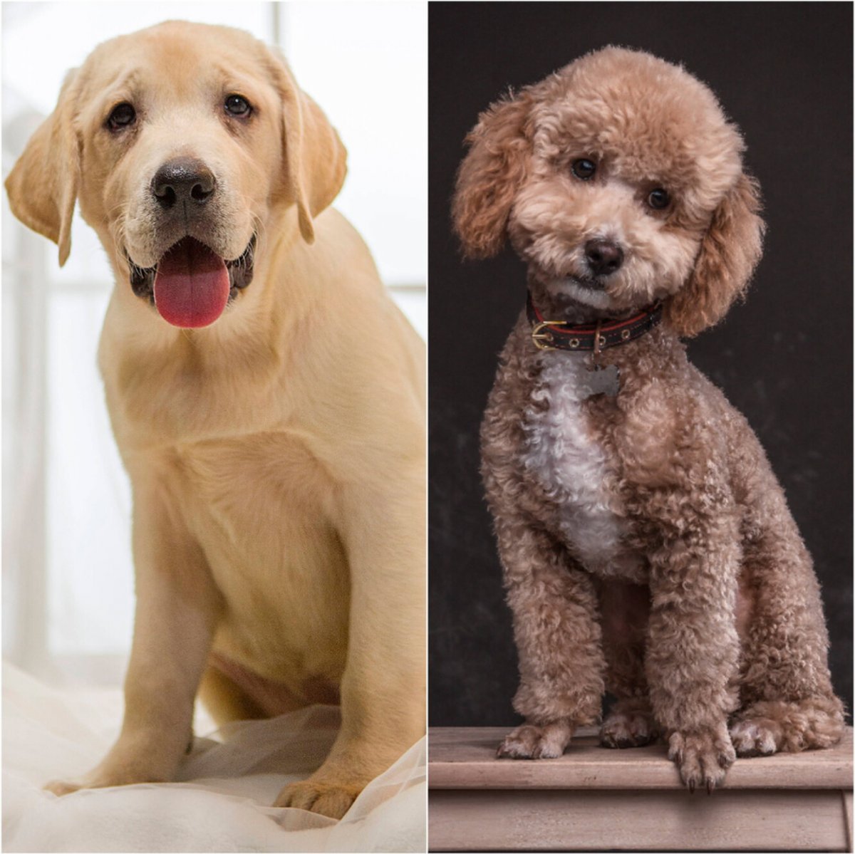 Метис лабрадора и пуделя