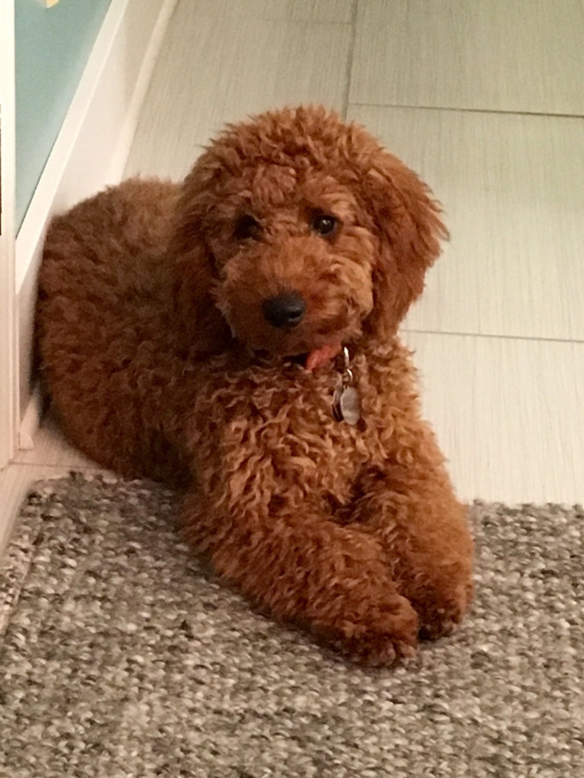 Лабрадудель и пудель