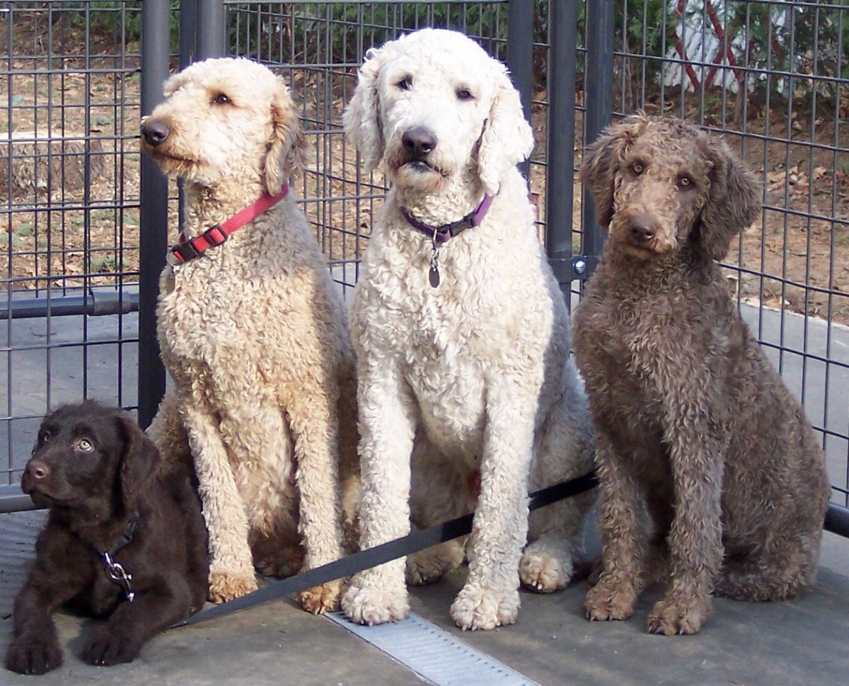 Метис лабрадудель