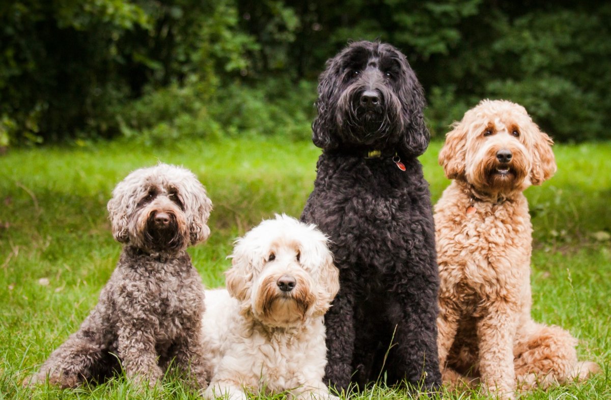 Лабрадудль коббердог австралийский