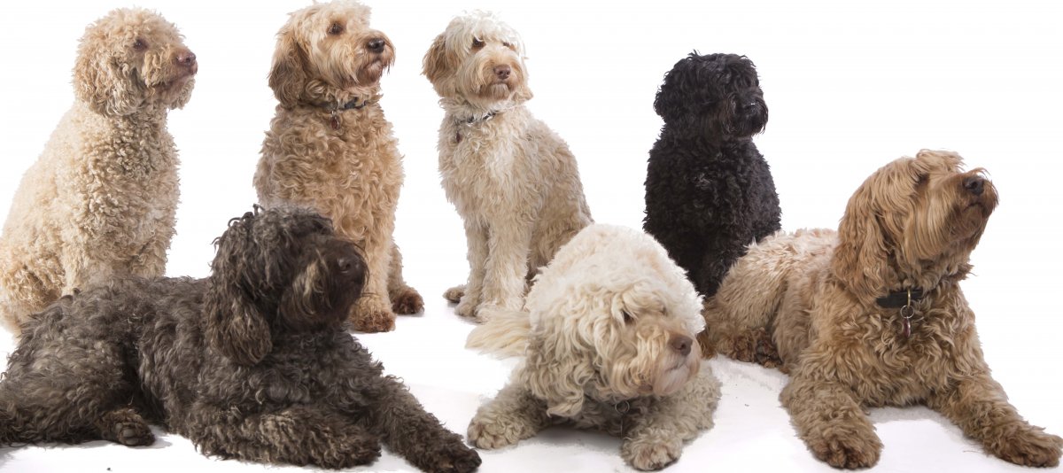 Лабрадудль form2