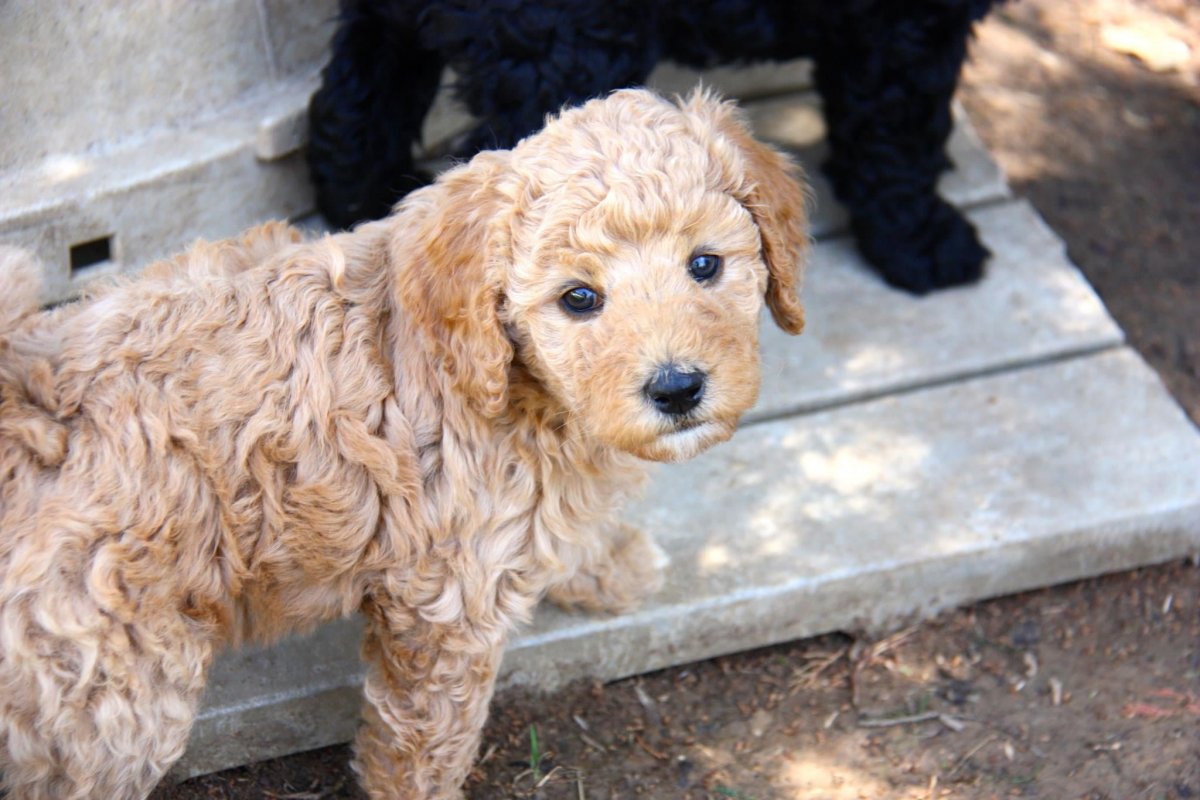 Лабрадудель гипоаллергенная собака