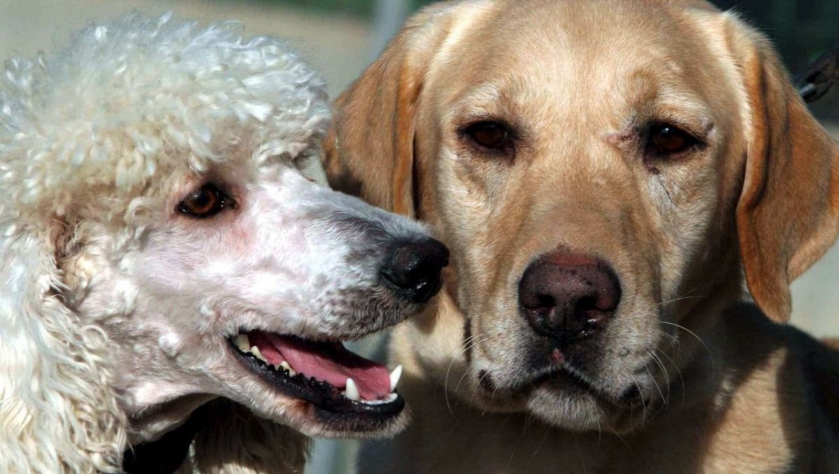 Лабрадор с пуделем