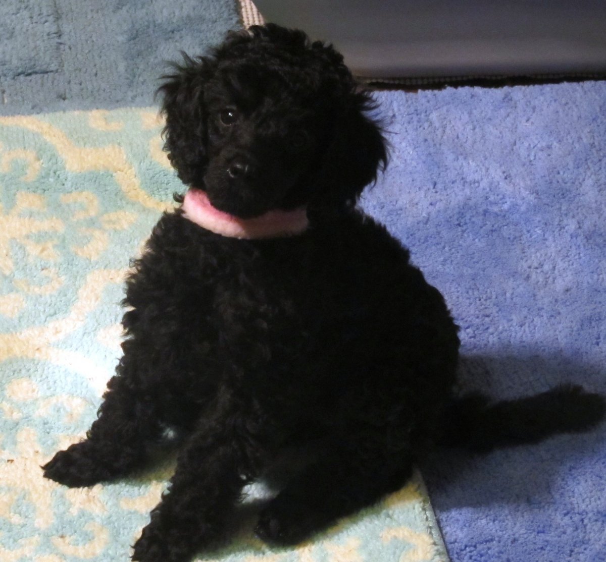 Метис пуделя и Болонки