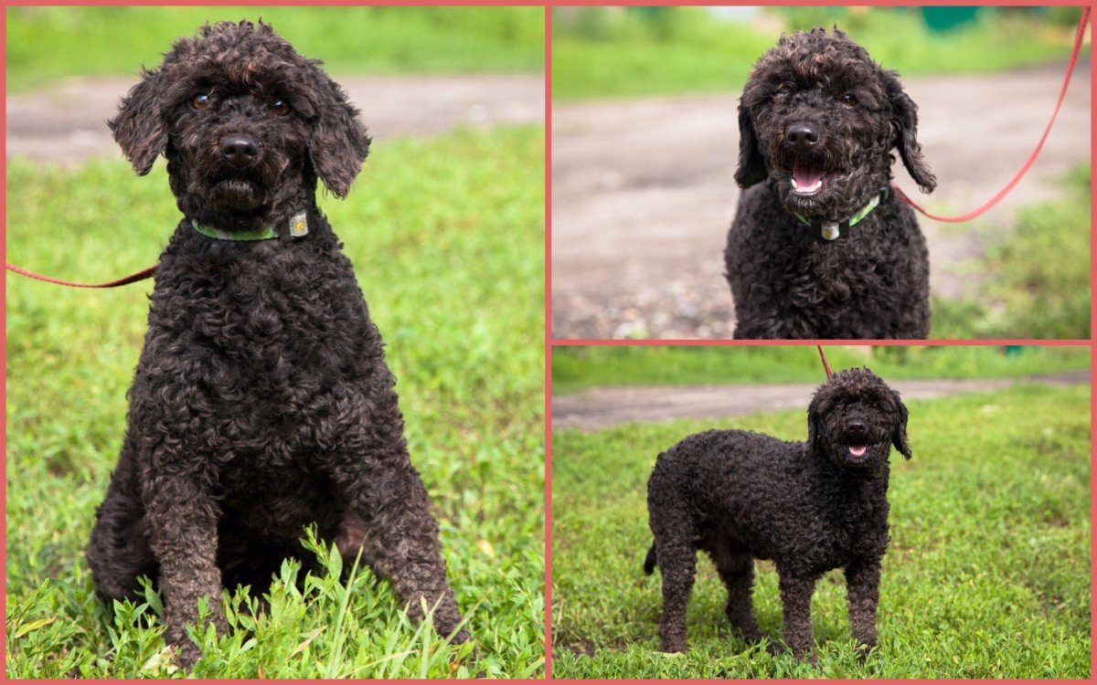 Метис пинчера и пуделя