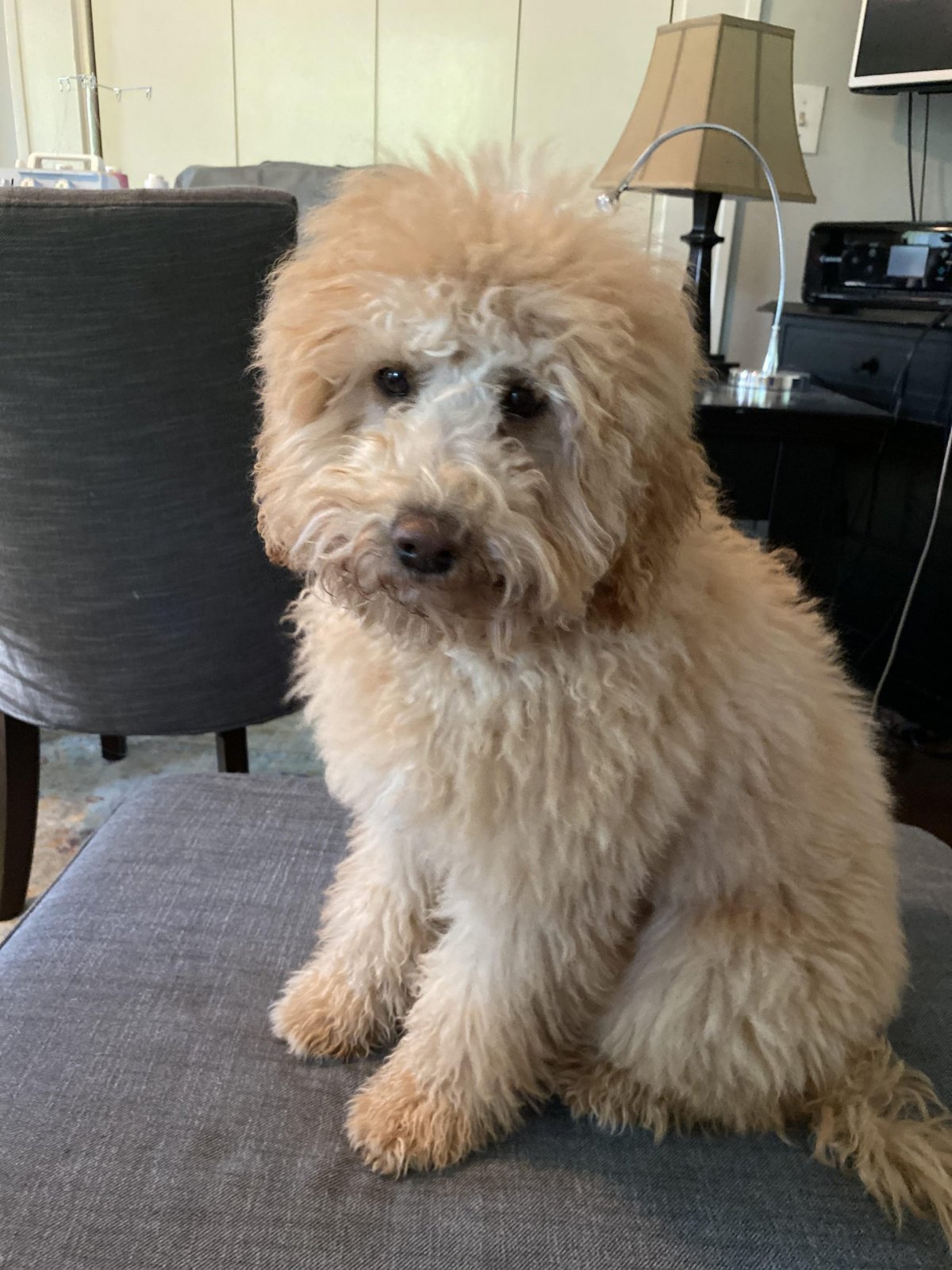 Лабрадор пудель лабрадудль