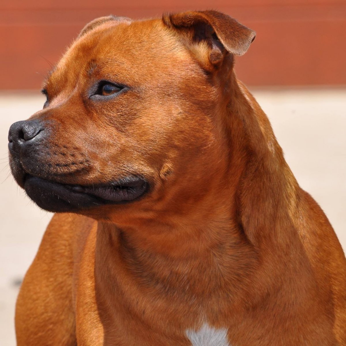 Стаффордширский бультерьер рыжий