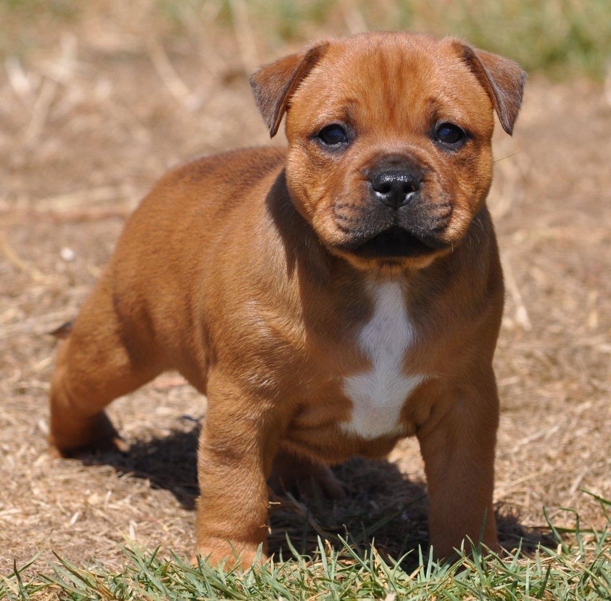 Стаффордширский бультерьер рыжий