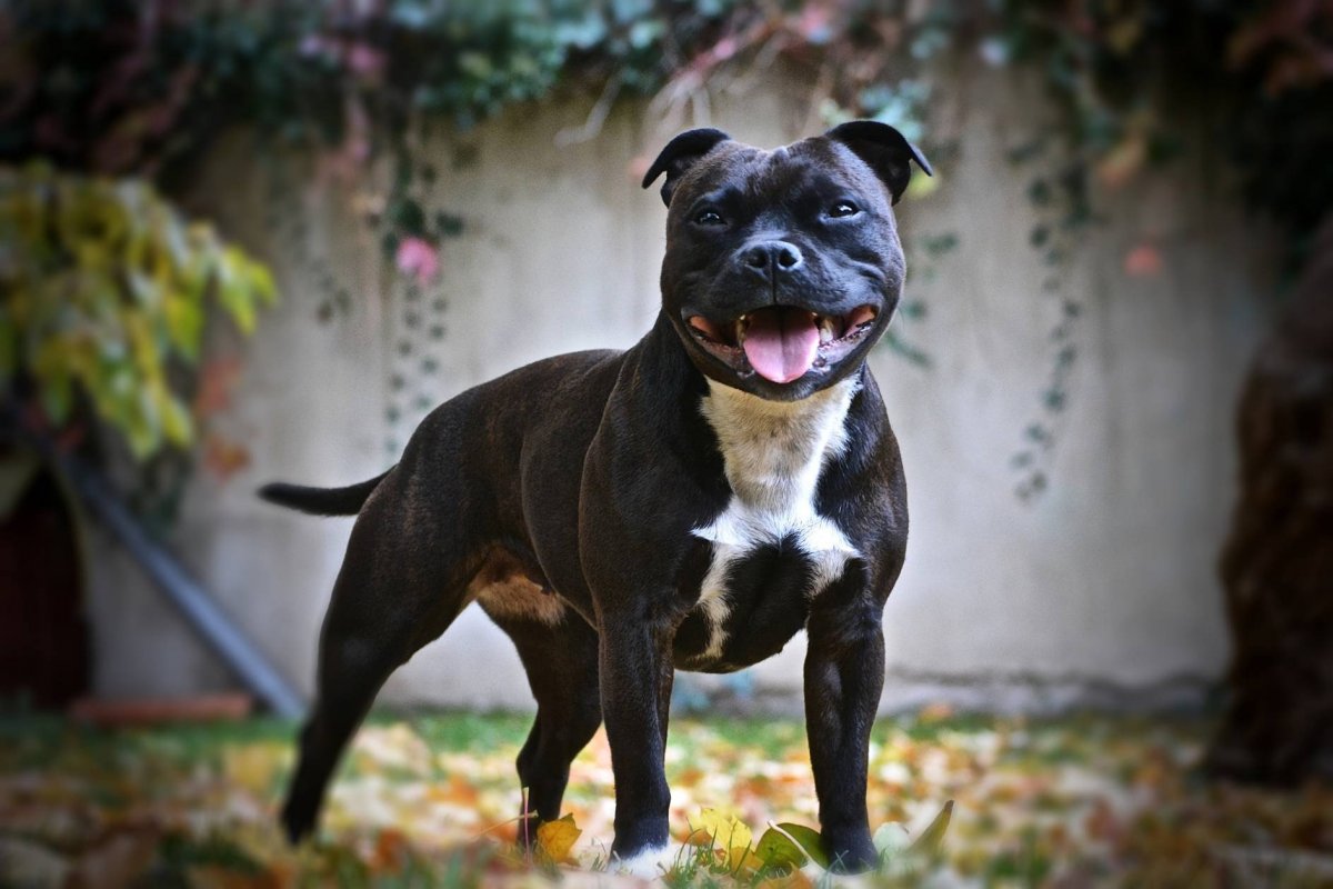 Стаффордширский бультерьер полосатый