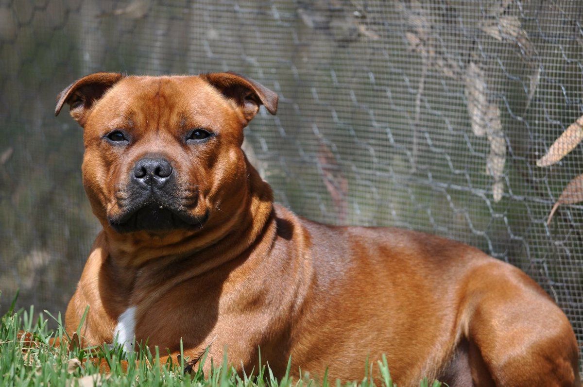 Рыжий стаффордширский бультерьер видео