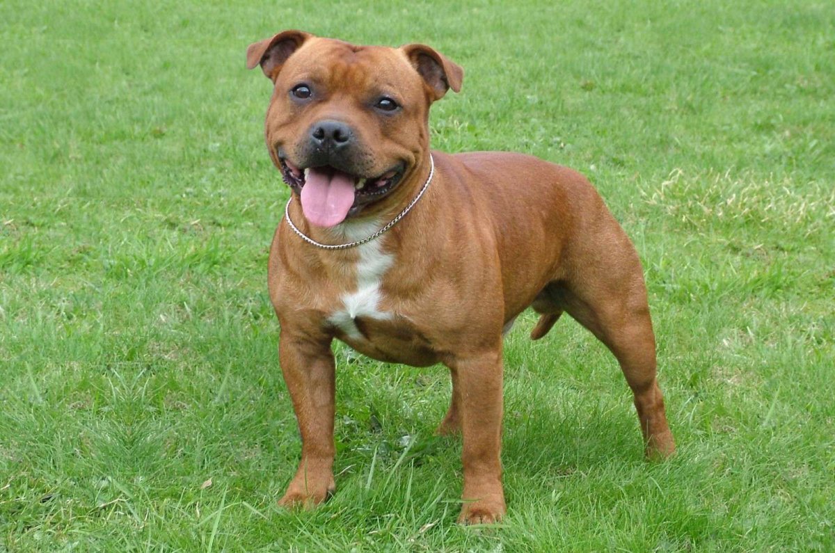 Американский бандог терьер