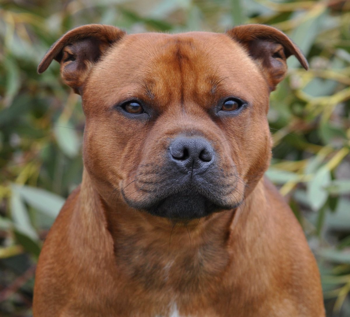 Британский стаффордширский терьер