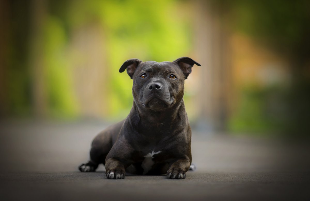 Питбультерьер и стаффордширский