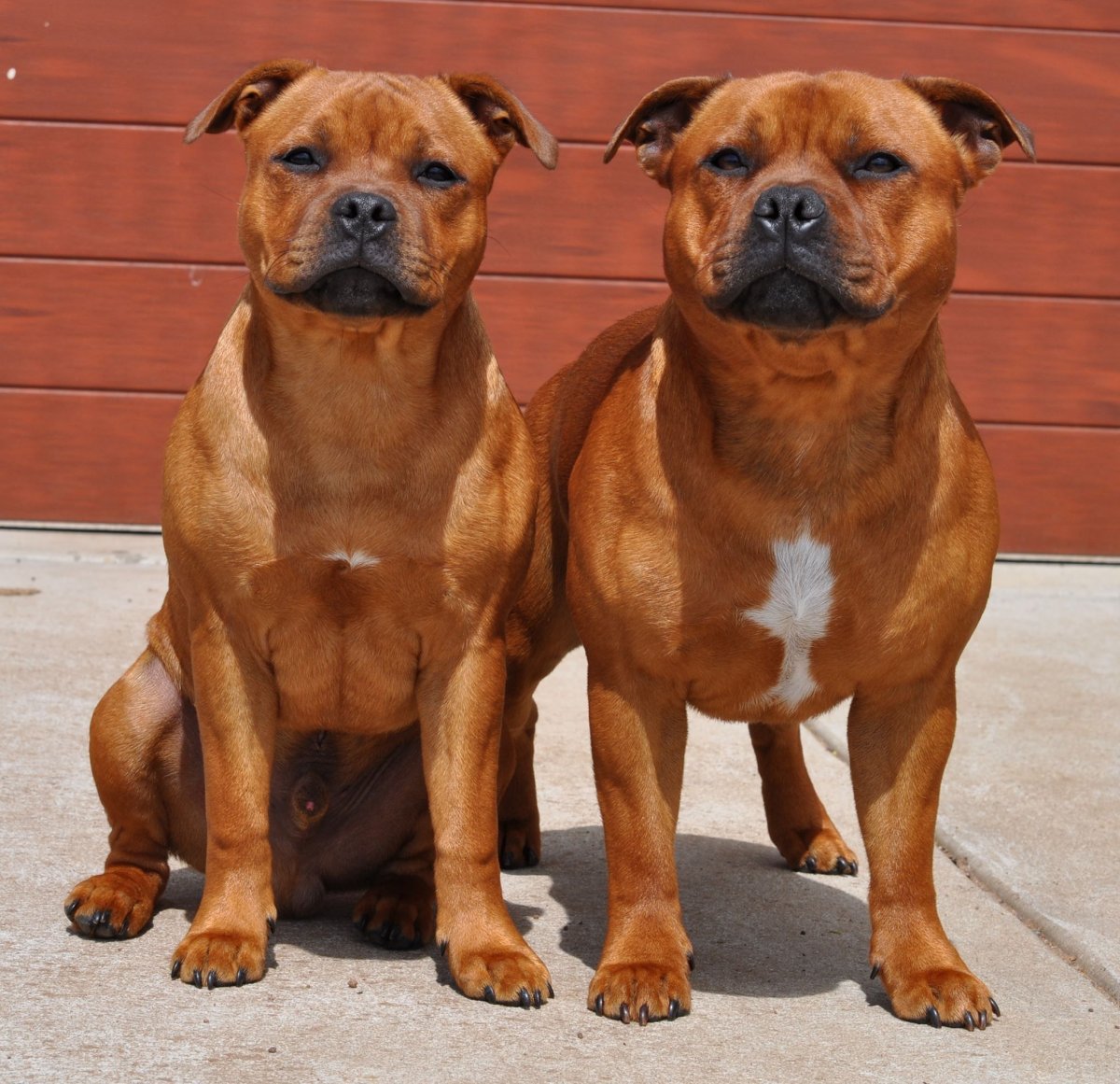 Стаффордширский бультерьер