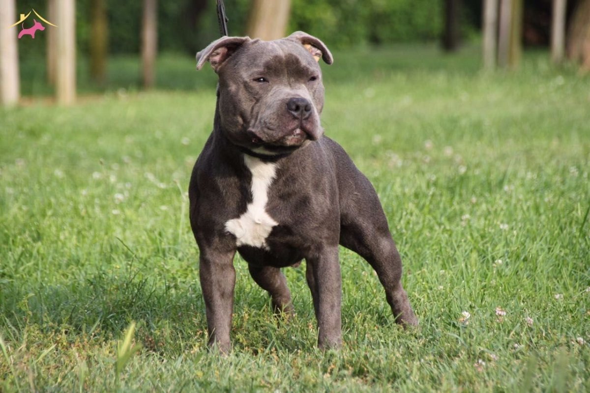 Рыжий английский Стаффи