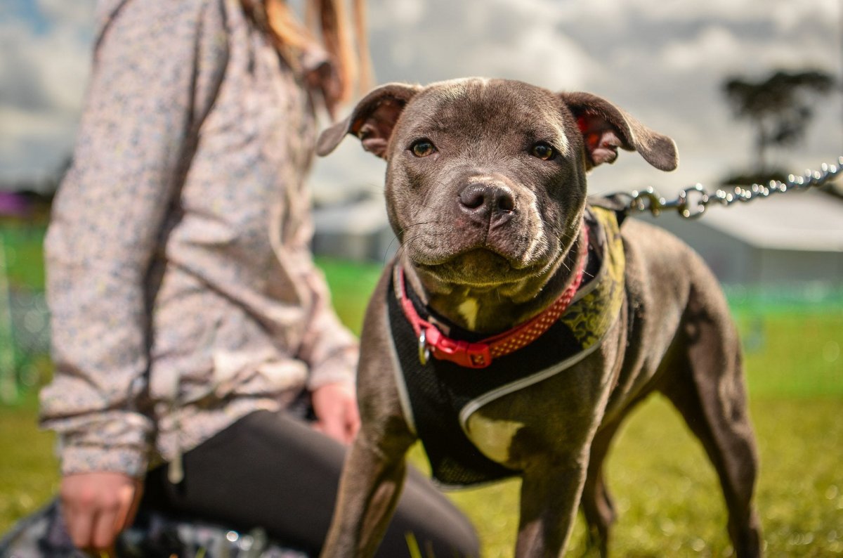 Американский питбультерьер