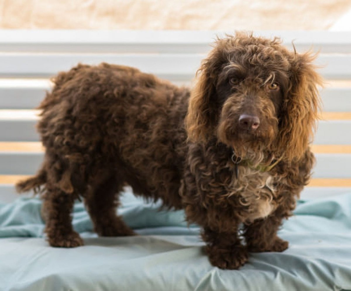 Смесь таксы и пуделя