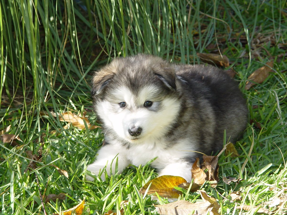 Аляскинские маламуты