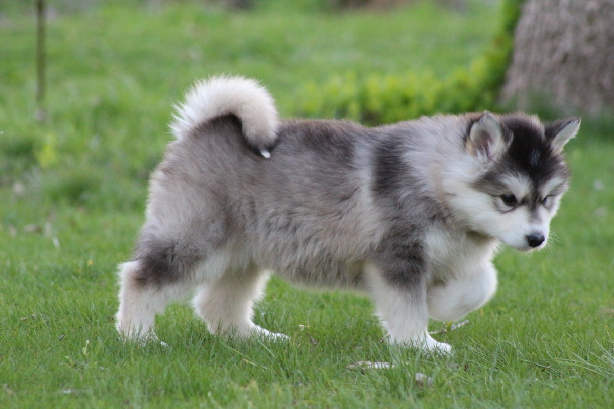 Аляскинский маламут щенок пушистый