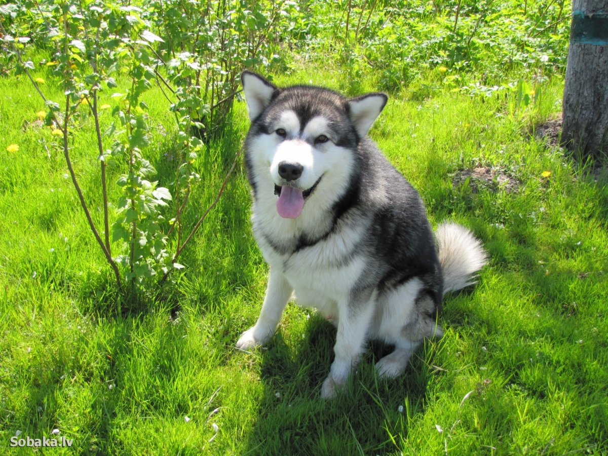 Аляскинский маламут пушистый