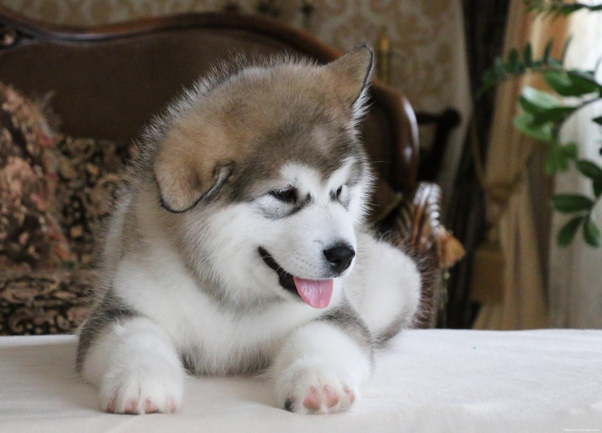 Порода Аляскинский маламут