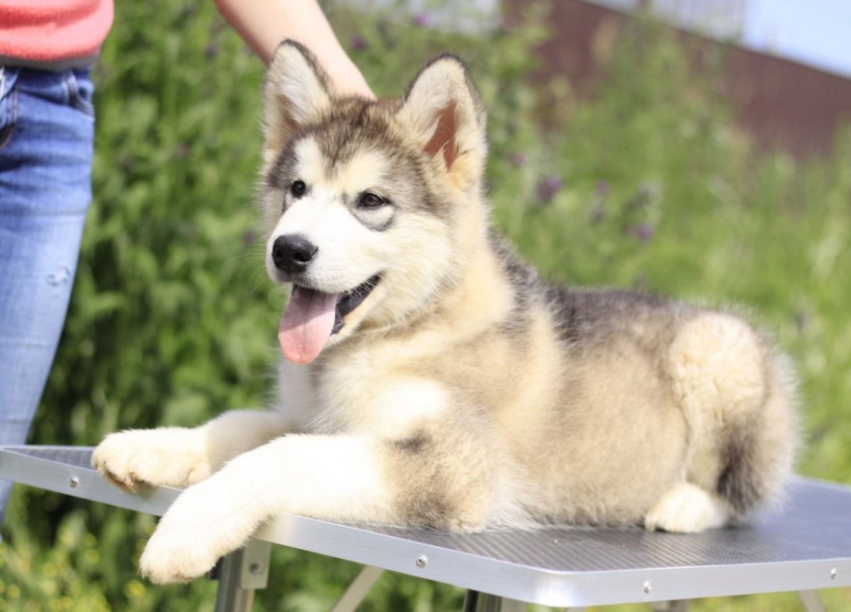 Аляскинскинский маламут