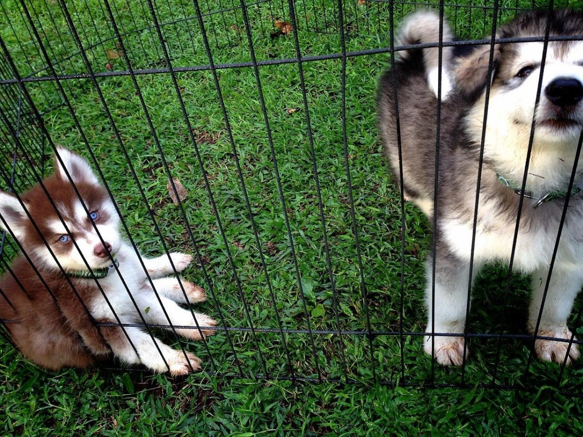 Alaskan Malamute щенки