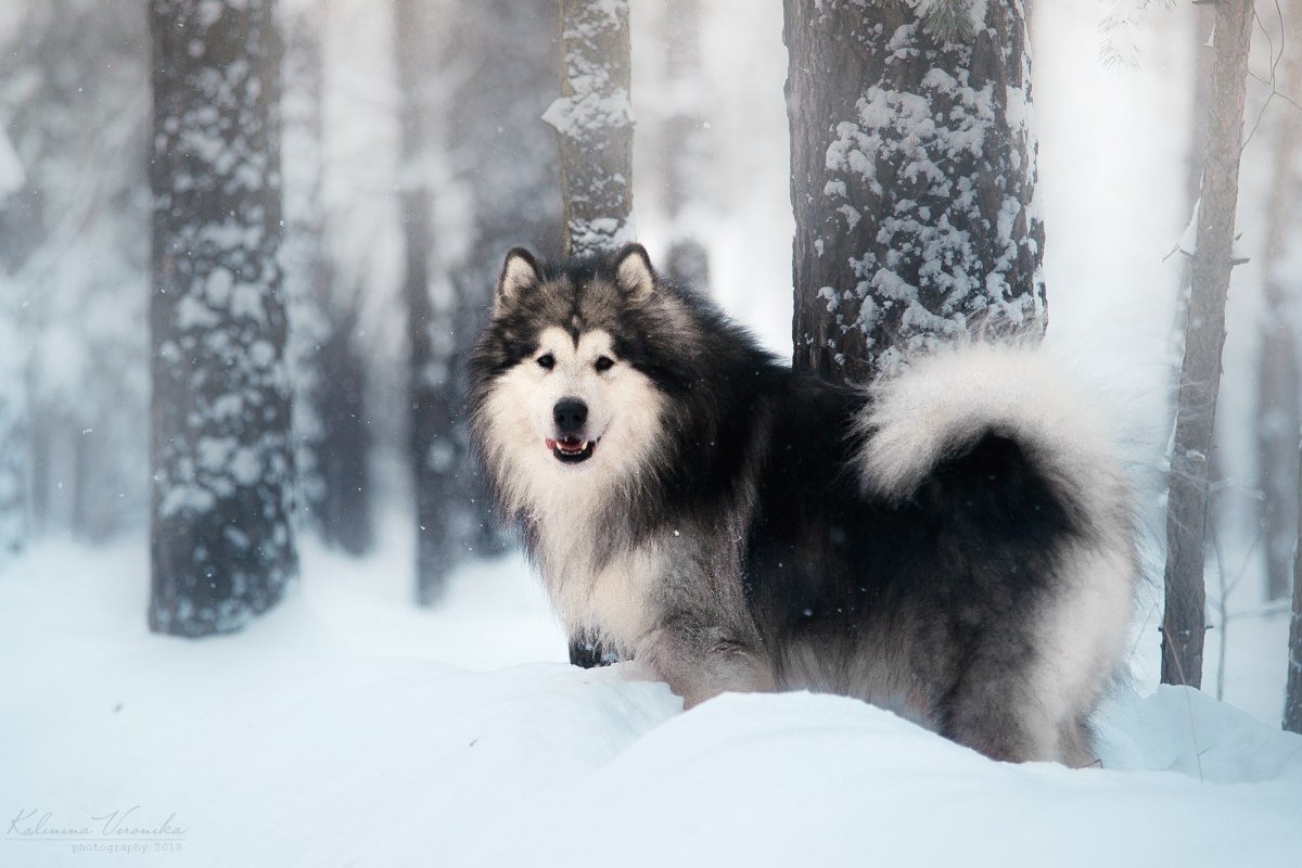 Собаки хаски и маламут