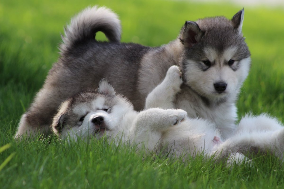 Маламут гигант щенок