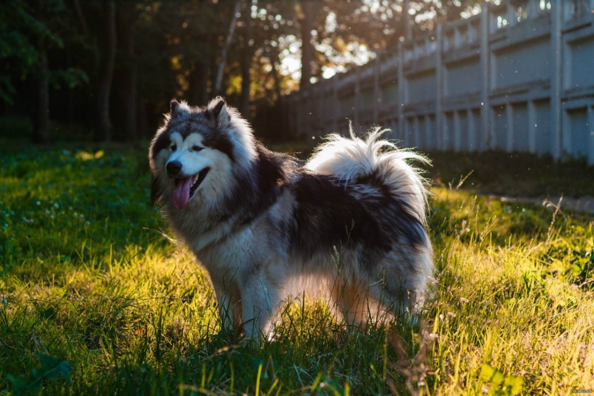 Аляскинский маламут длинношерстный