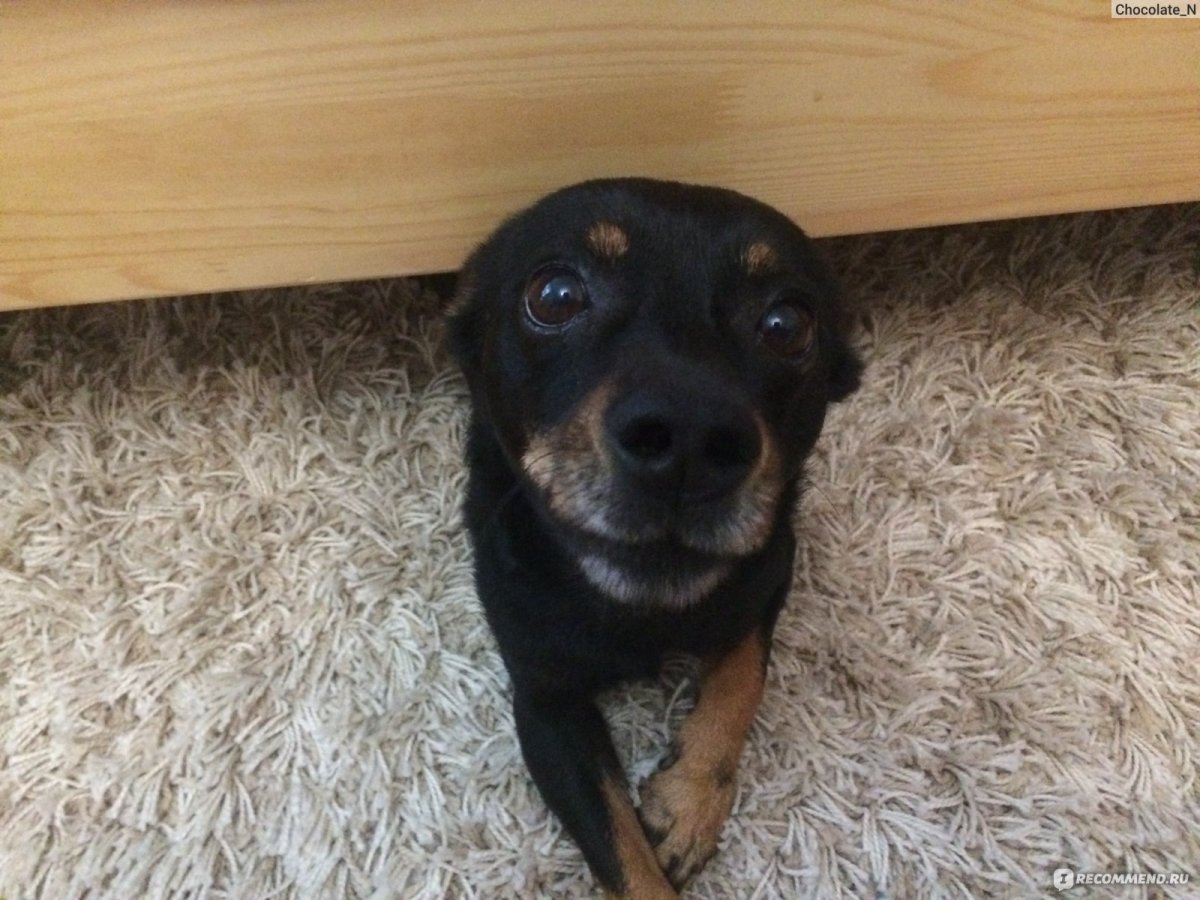 Помесь той терьера и дворняги фото