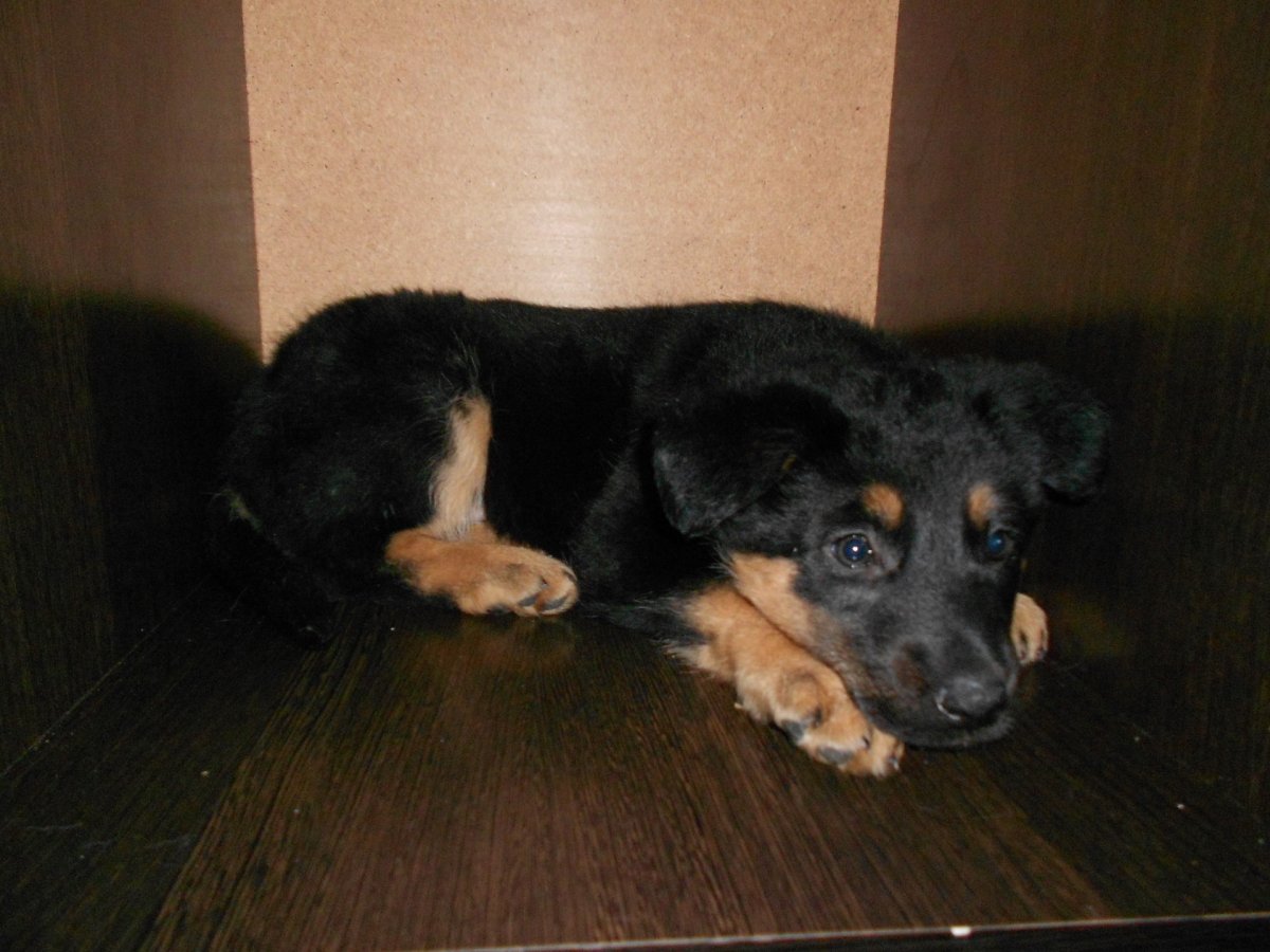 Той терьер смесь с дворняжкой