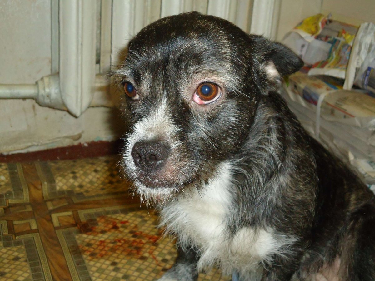 Помесь французского бульдога и той терьера