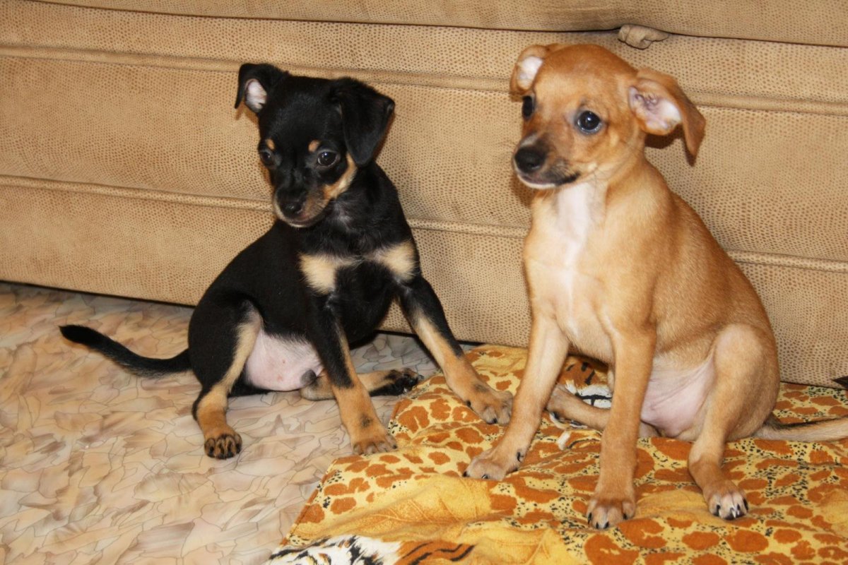 Пинчер дворняжка