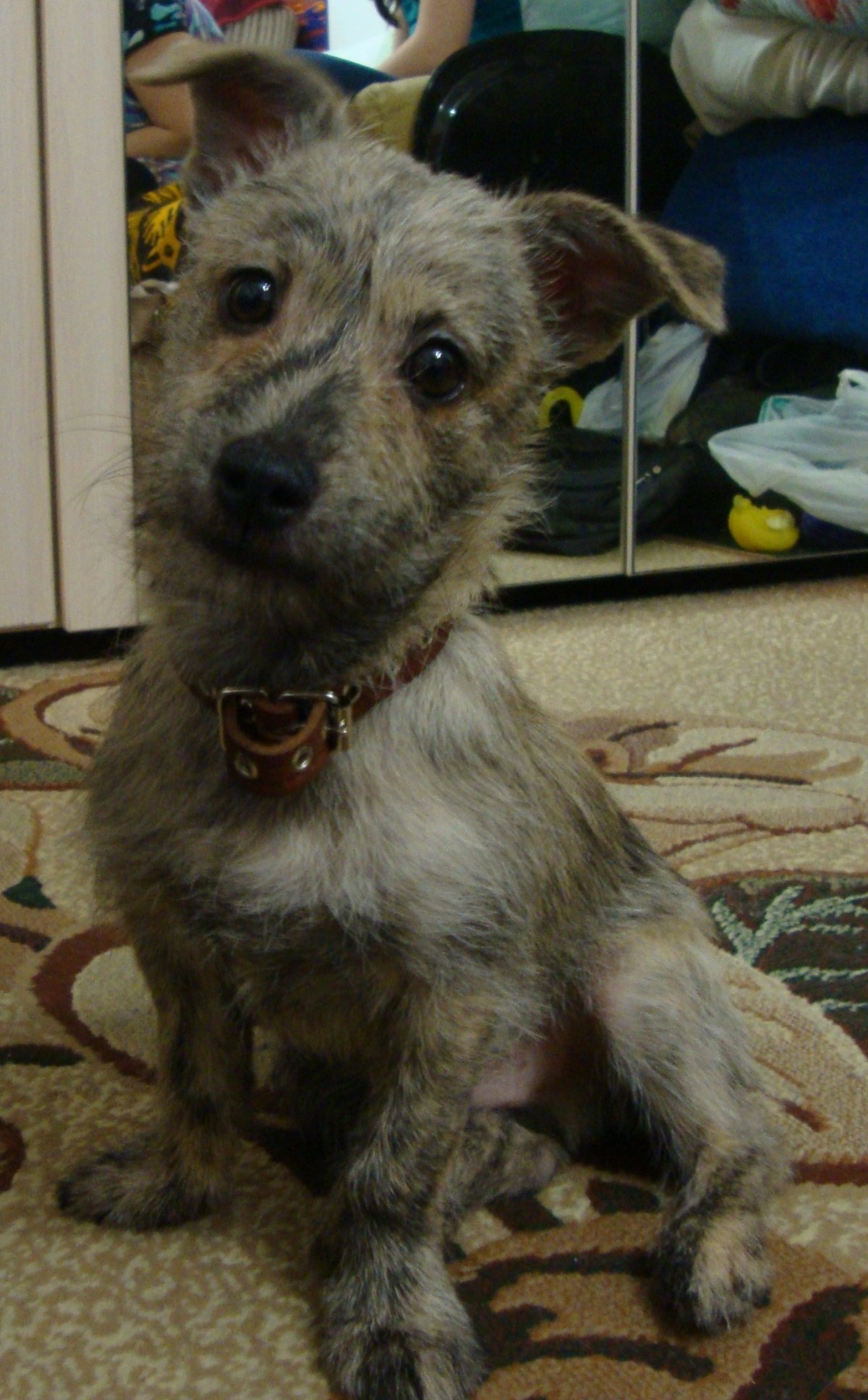 Помесь дворняги и терьера без хвоста