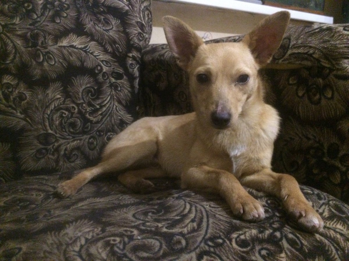 Цвергпинчер и чихуахуа метис