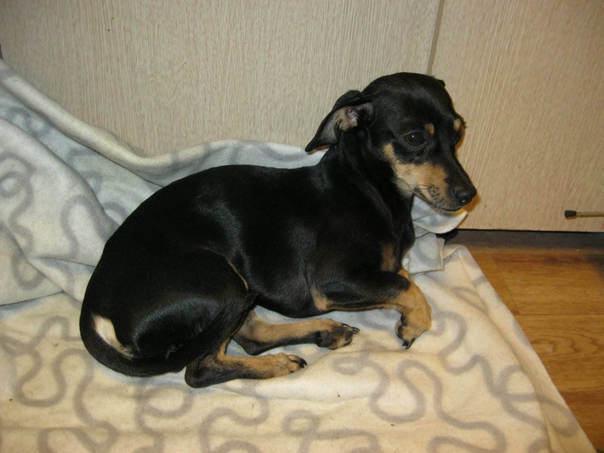 Метис тоя и чихуа