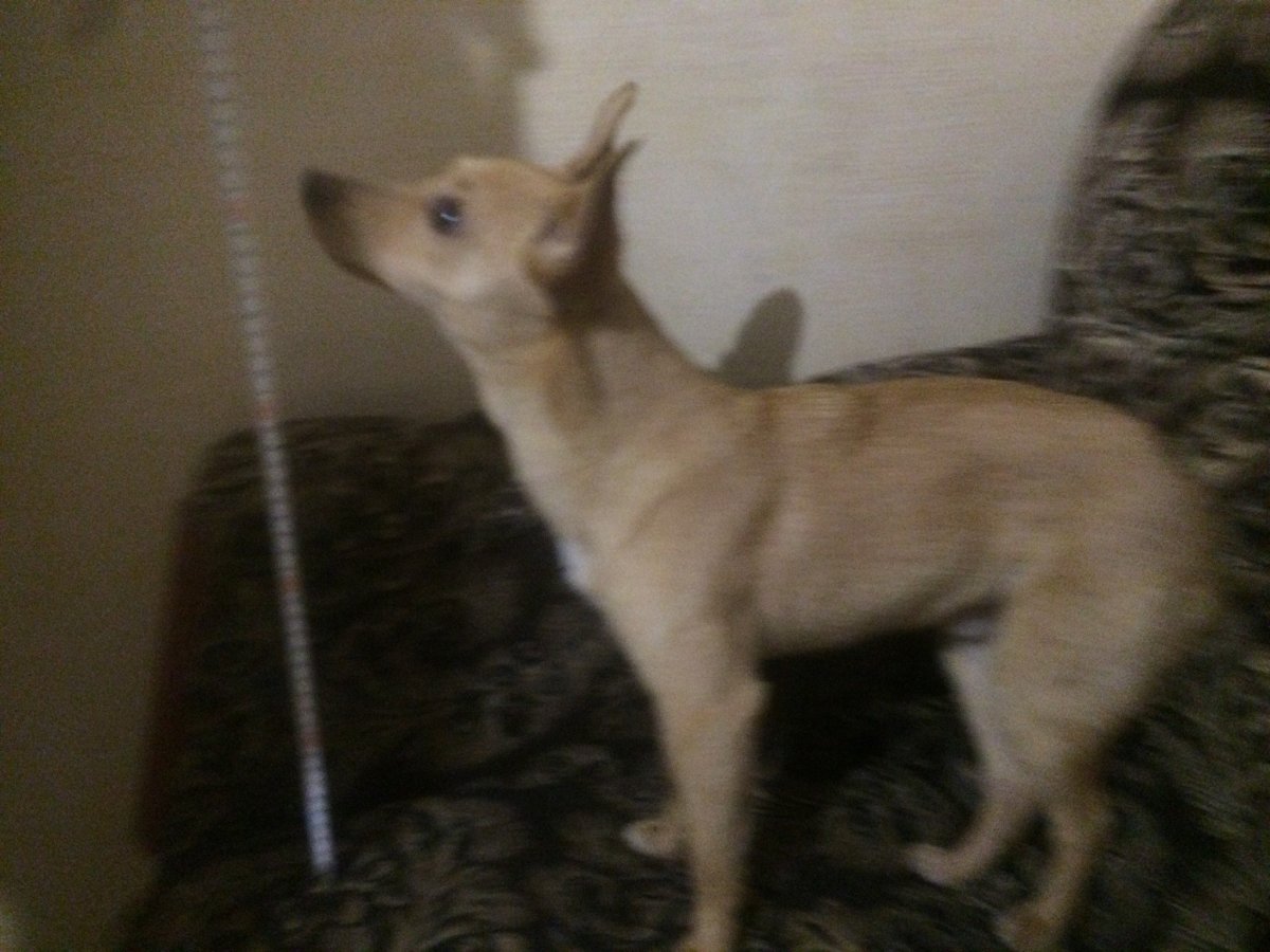 Смесь овчарки с дворняжкой