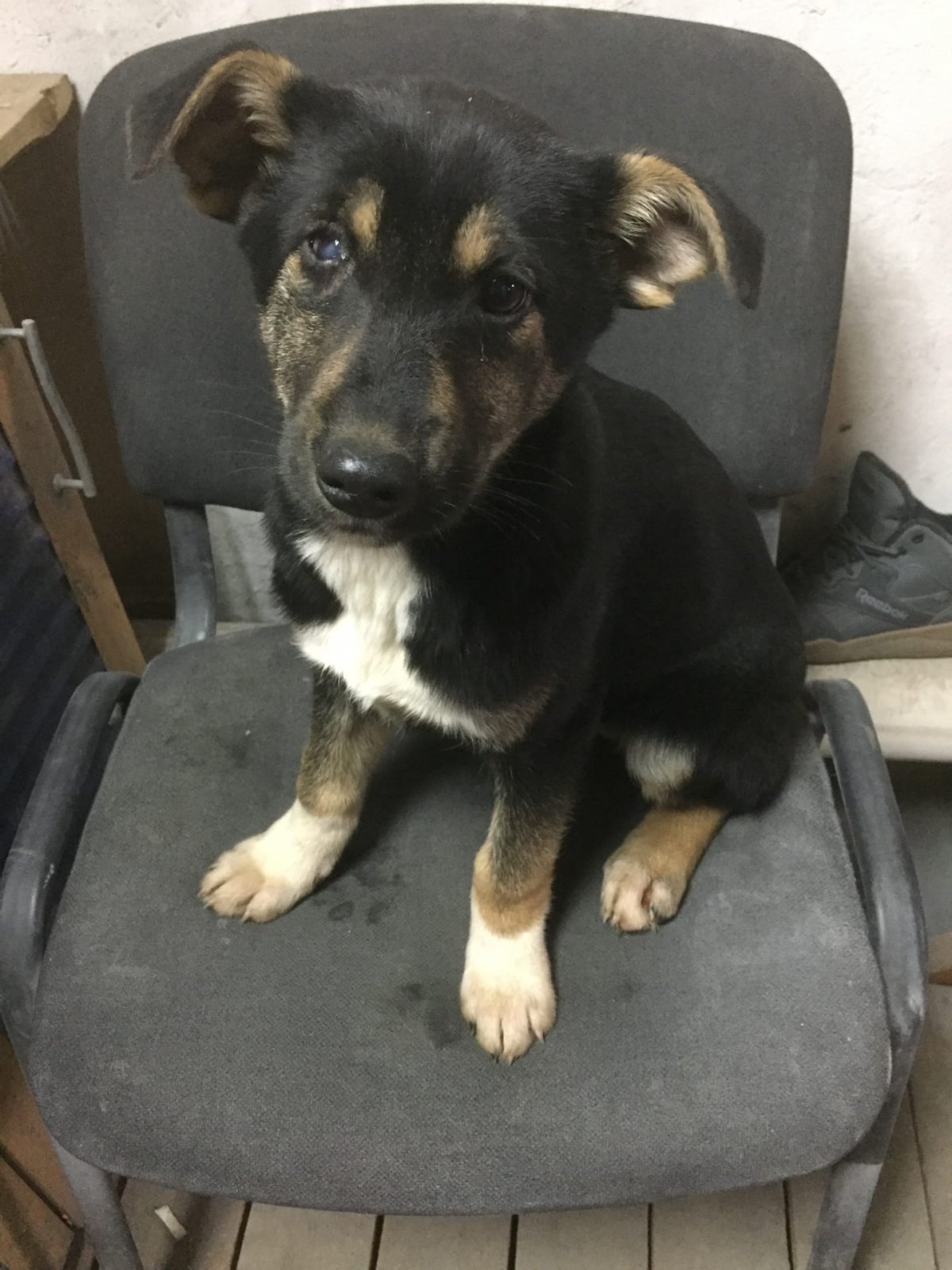 Метис с таксой смесь