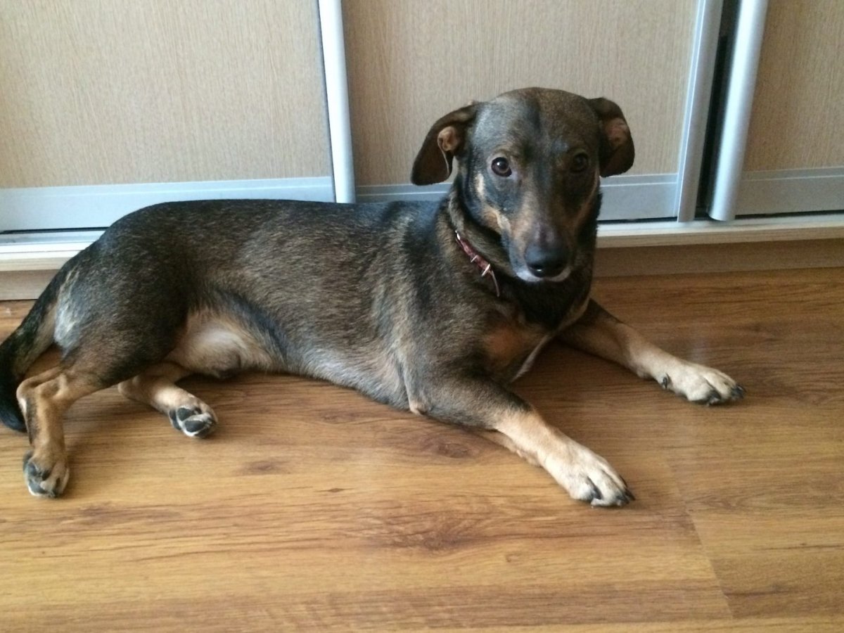 Собака метис таксы