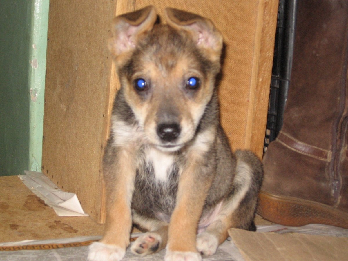 Терьер и дворняжка метис