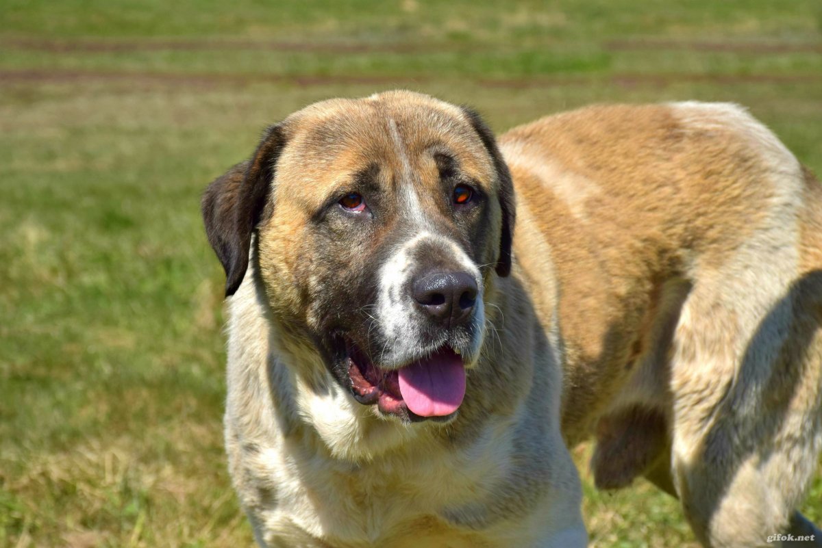 Алабай с некупированными ушами
