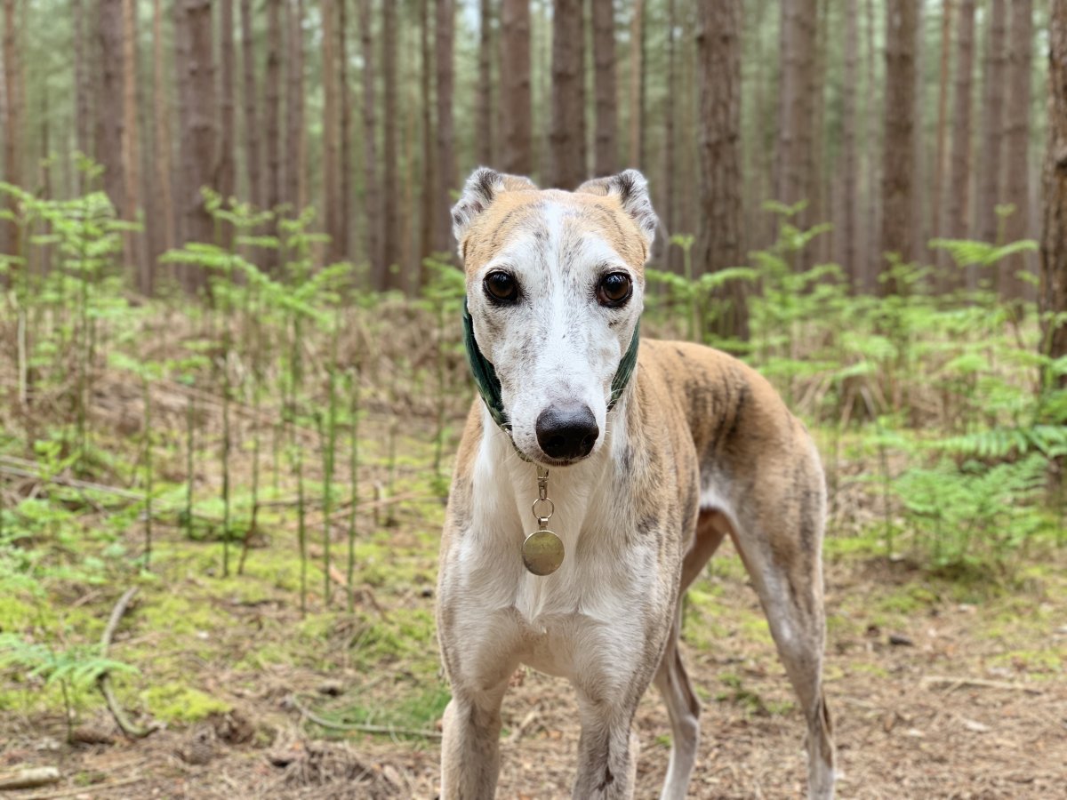 Лерчер собака