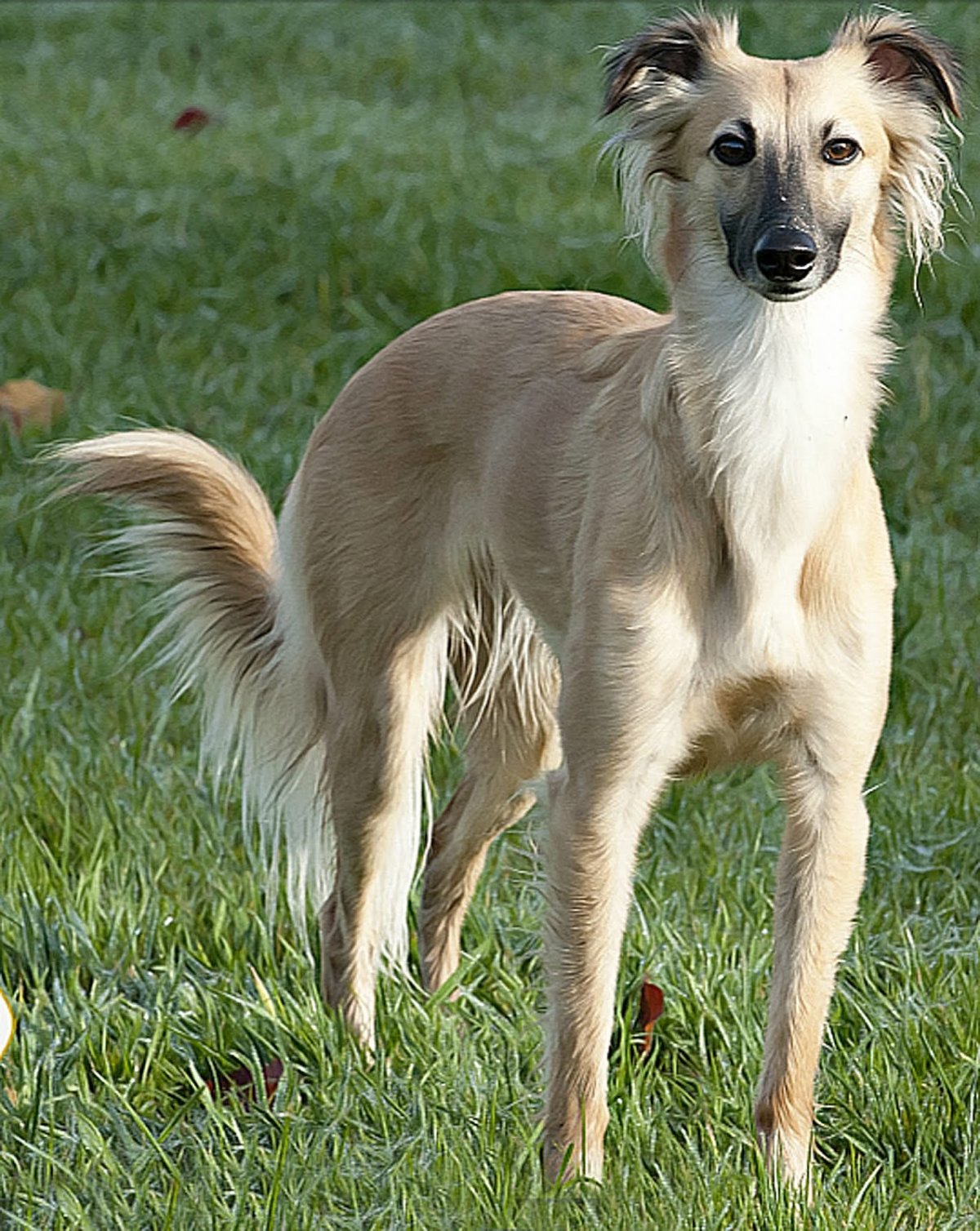 Ирландская порода собак Лерчер