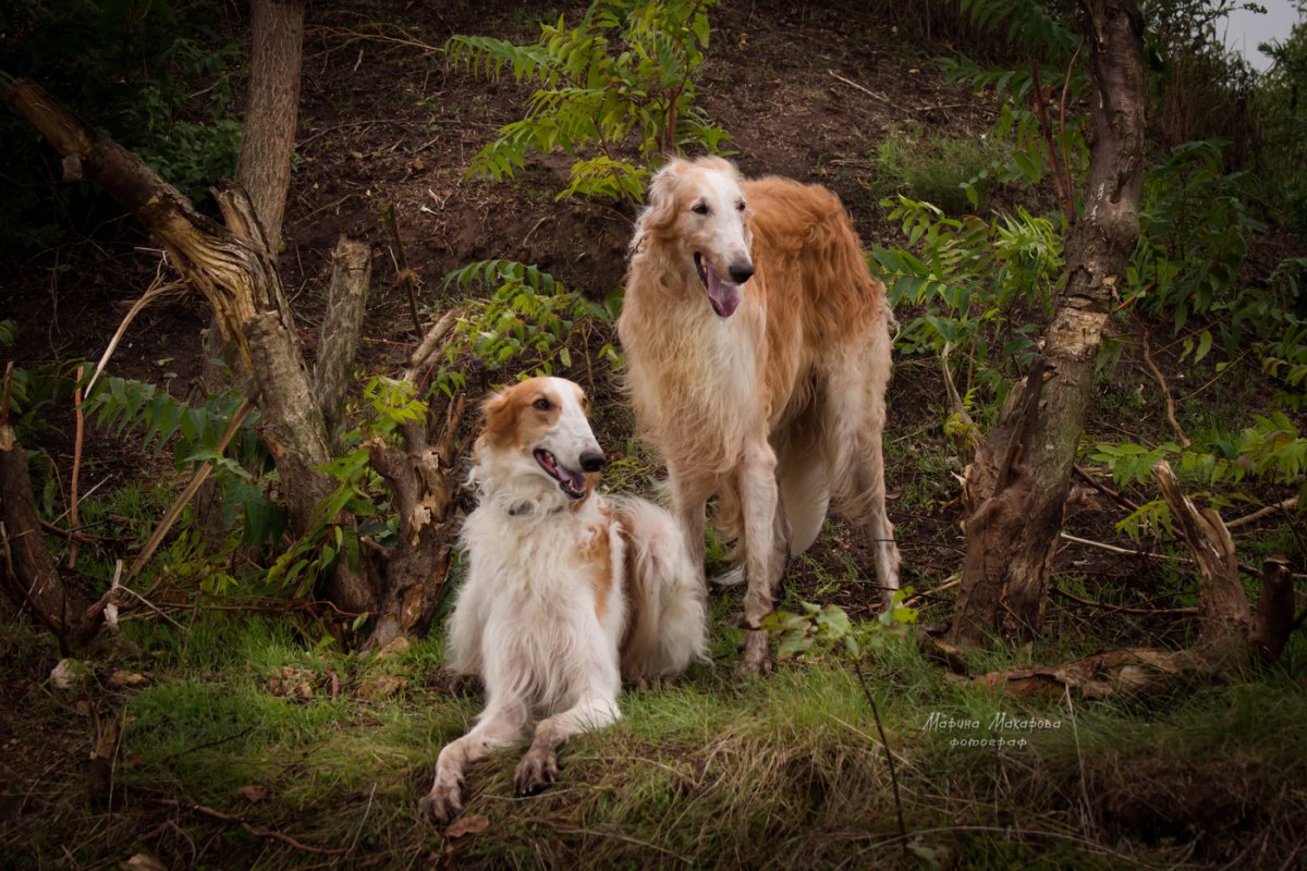 Псовая борзая