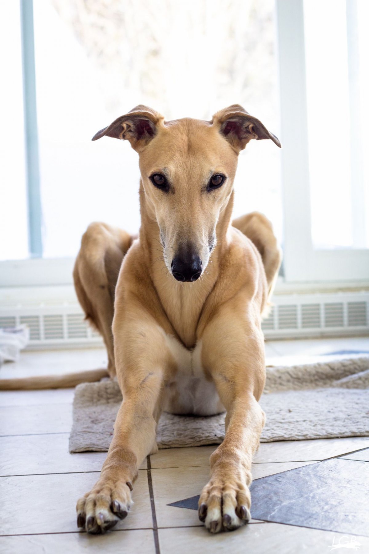 Собака порода Ларчер